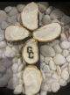 Oyster shell cross GC logo